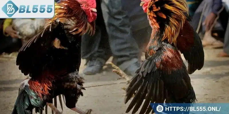 Đá gà BL555 3 Cá cược Handicap mang lại lợi nhuận tốt