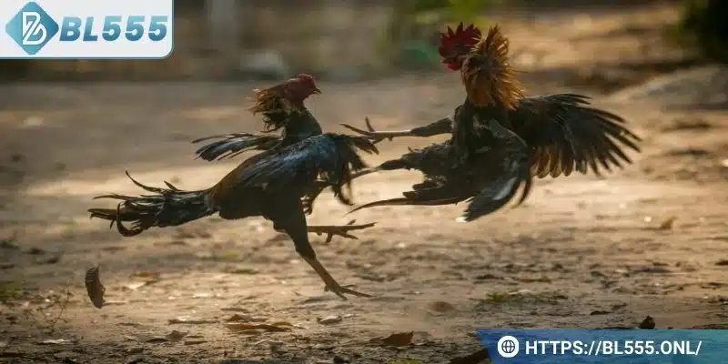 Tăng thể lực cho gà là điều rất quan trọng