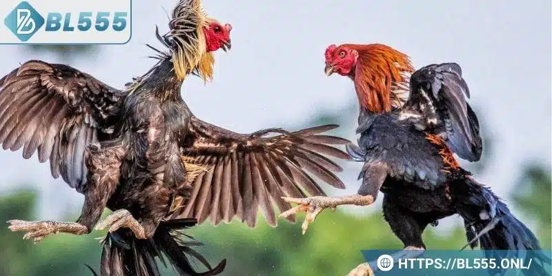Trực tiếp đá gà BL555 – Trò chơi đá gà trực tuyến hấp dẫn 5 Trực tiếp đá gà được hiểu là gì?